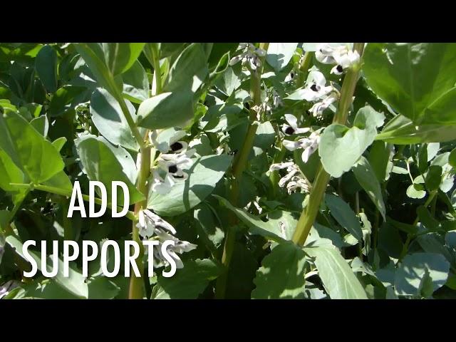 How to Grow Fava Beans (broad beans)