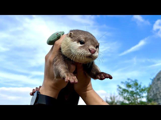 Baby otter is taking on him first walk in him life!