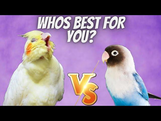 Cockatiel vs Lovebird which is BETTER for You