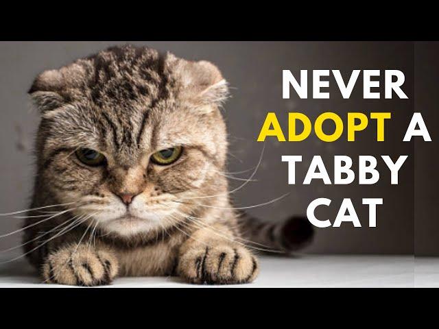 15 Reasons Why NOT to Get a Tabby Cat