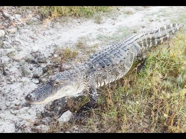 Florida Gator!