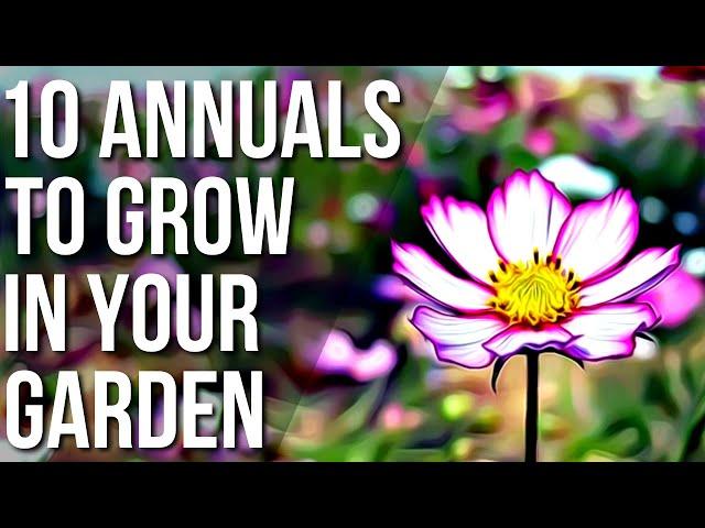 10 Must Have Annuals For Your Garden! | Best Annual Flowers For Your Garden