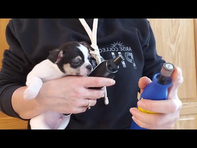 Chihuahua puppy nail trims