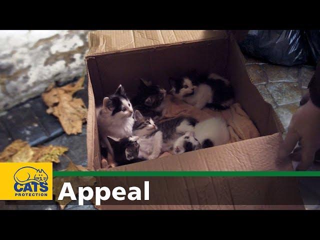 Welcome to the world – Cats Protection appeal