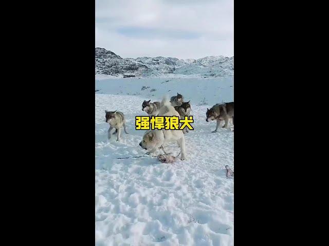 勇猛無視狼群的獵犬#解說版動物世界 #動物世界