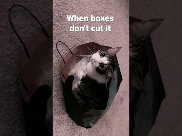 Cat in a bag #shorts #cats #catvideos