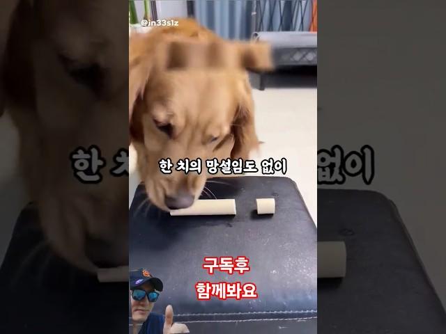 리트리버 간식  귀여운 멍멍이 강아지 애완견 반려견 #리트리버 #리트리버강아지 #귀여운멍멍이 #귀여운강아지 #귀여운리트리버 #반려견 #애완견 #댕댕이 #멍멍이 #dog #pet