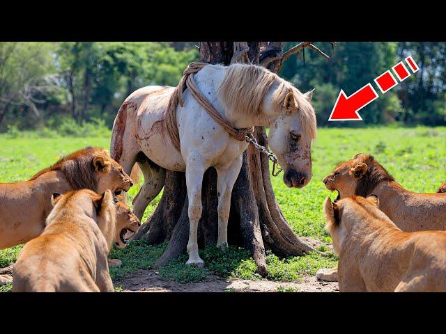A pride of lions surrounded a tethered horse. But then something inexplicable happened...