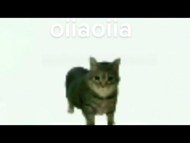 oiia oiia spinning cat [epilepsy warning]