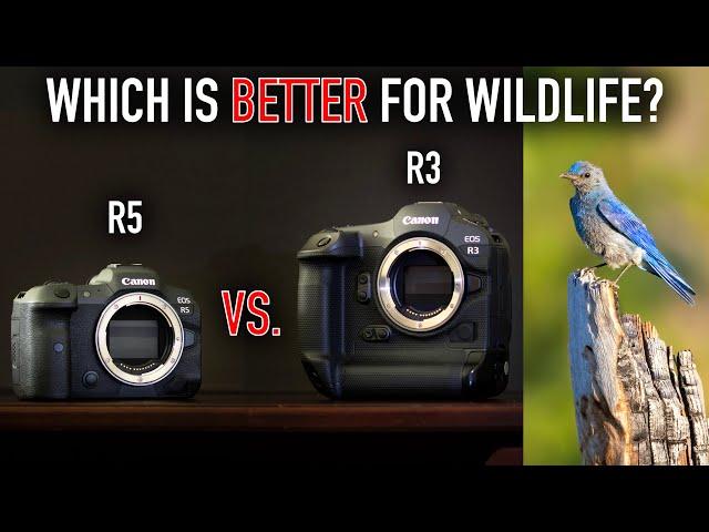 Canon R3 vs. Canon R5 for Wildlife Photography - COMPARISON