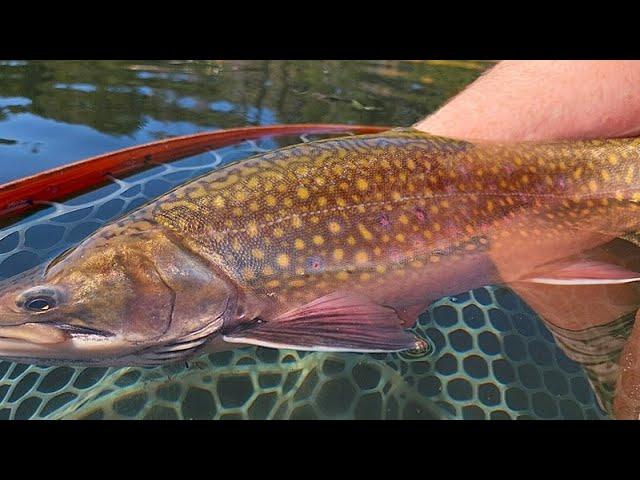 BCFlyguys Quick Tips E04 -  Fly Fishing for Fall Brookies