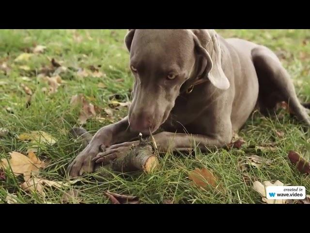 Flying Dog Coffee Wood Chew