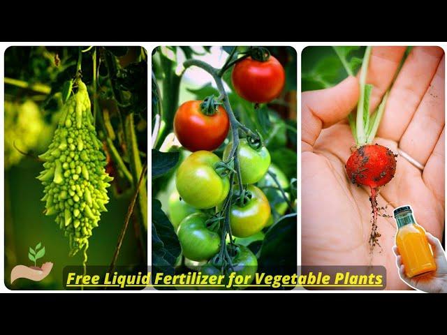 Making the FREE Liquid Fertilizer for Vegetable Plants! - Pure Greeny.