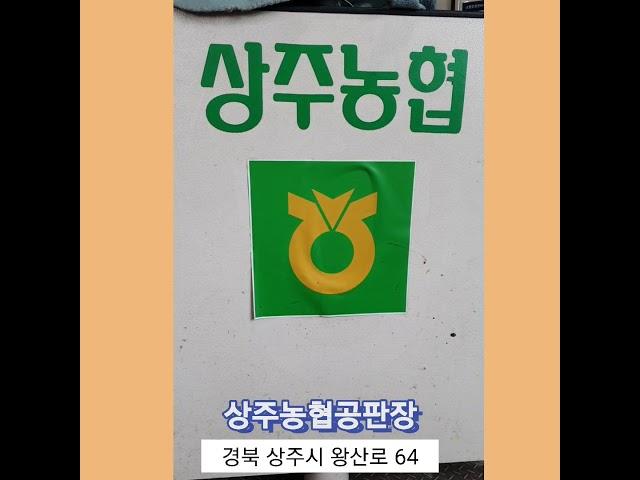 □성욱제 경매사□ 상주농협 공판장 #상주곶감 경매 도소매 판매 마트납품 맛있는 국내산 농산물 건시 반건시 감말랭이 Delicious dried persimmon in korea