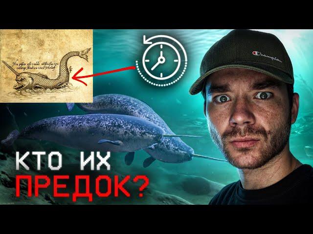 Что нашли на пропавшем корабле? | Кого боится нарвал? | Что значит красная вода? | РазМИШления