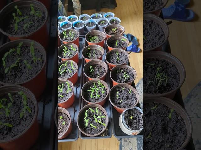 Planting life May 2 with an appearance by Dixie #waittillthe end