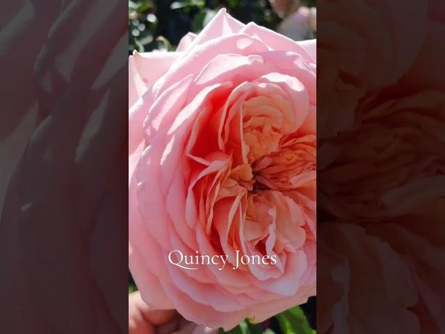 EDROSES/Троянда  Куінсі Джонс (Quincy Jones, Lapquin ), Laperriere Франція, 2016.Чайно-гібридна.
