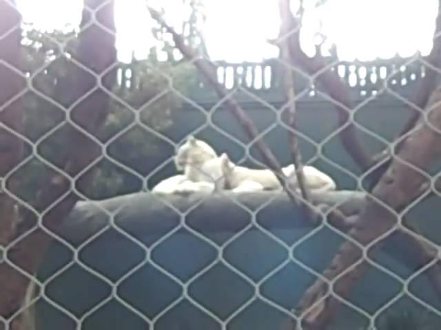 Sleeping white Tigers and JT Vegas