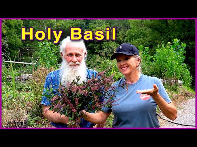 HOLY BASIL (TULSI) - Harvesting the MIRACLE HERB