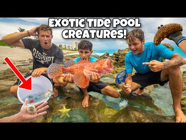 Catching EXOTIC Creatures Out Of TIDE POOLS For My AQUARIUM!! *Deadly Finds*