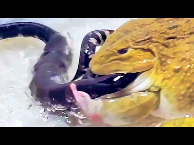 Amazing!! Asian Bullfrog Eats Big Water Snake