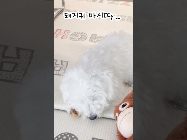 돼지귀뜯는 강아지