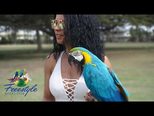 Freeflight Macaw in Hawaii | Day 5
