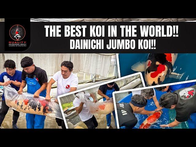 DAINICHI BEST JUMBO KOI!! YOU WONT EVER SEE THIS!! A MUST WATCH!