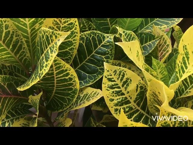 Beautiful yellow leaf  