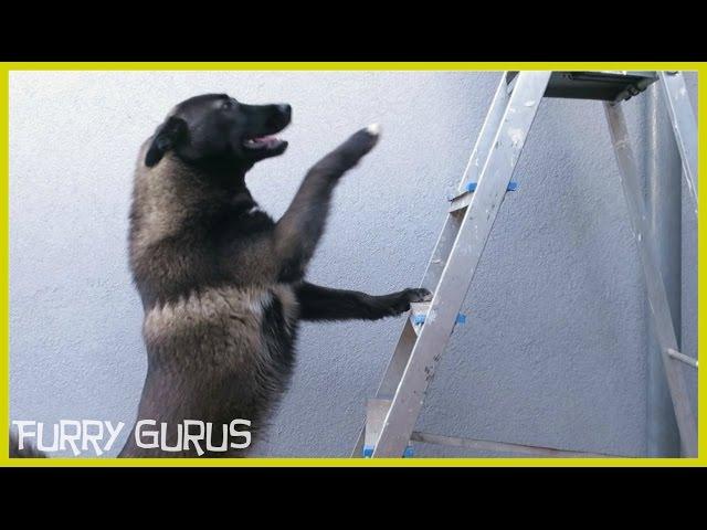 Dog vs ladder | Husky - Belgian Shepherd Groenendael mix