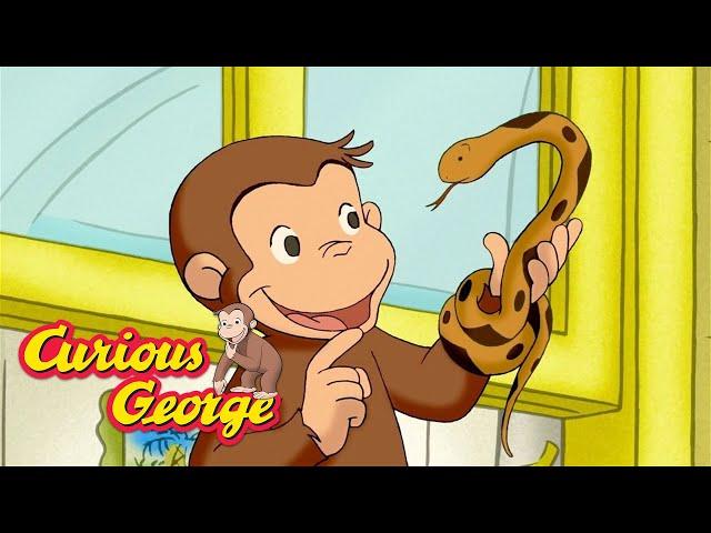 George the Snake Catcher!   Curious George  Kids Cartoon  Kids Movies