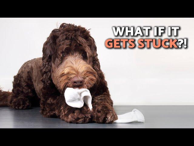 How Long Will It Take for a DOG to PASS a FOREIGN OBJECT? 