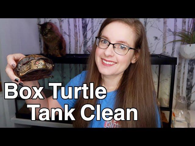 Box Turtle Tank Clean & Pacman Frog Feeding