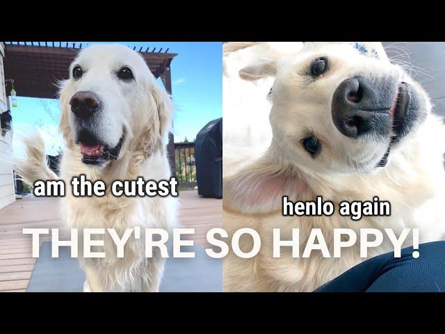 Happy Dogs That Will Make You Smile | Compilation