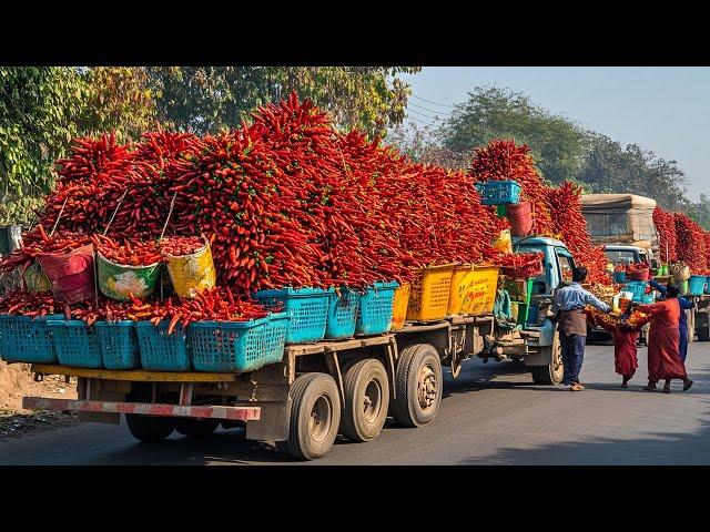 The Surprising Reality Of How America Gathers Hundreds Of Thousands Of Tons Of Peppers - Us Farming