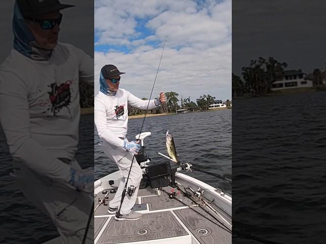 Phenomenal Winter Bass Fishing in central Florida  #shorts #bassfishing #fishing #florida #winter