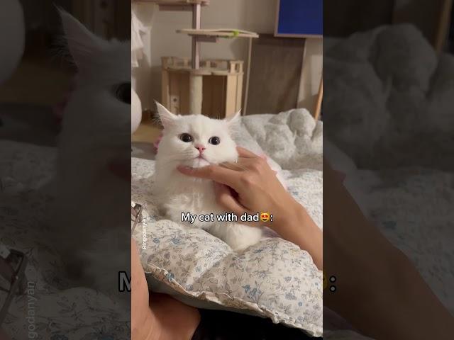 Cat's behavior towards Brother vs Dad️ #shorts #cat #funny