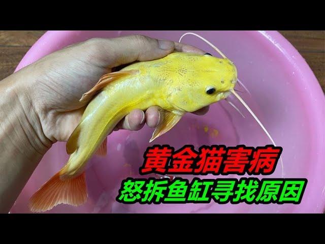 2880元買的黃金招財貓魚，突然間生病了，腹部長滿了紅斑 #水族 #寵物 #養殖日記