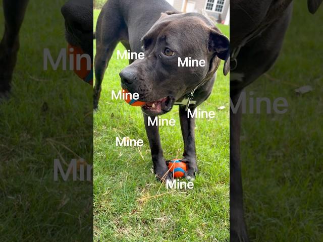 YOU CANT HAVE MA BALLL  #funny #puppy #dogtoys #fy #fypシ゚viral #fyp
