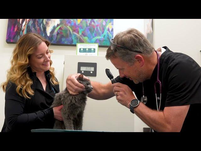 University Veterinary Hospital 2024 AAHA Accredited Hospital of the Year Finalist