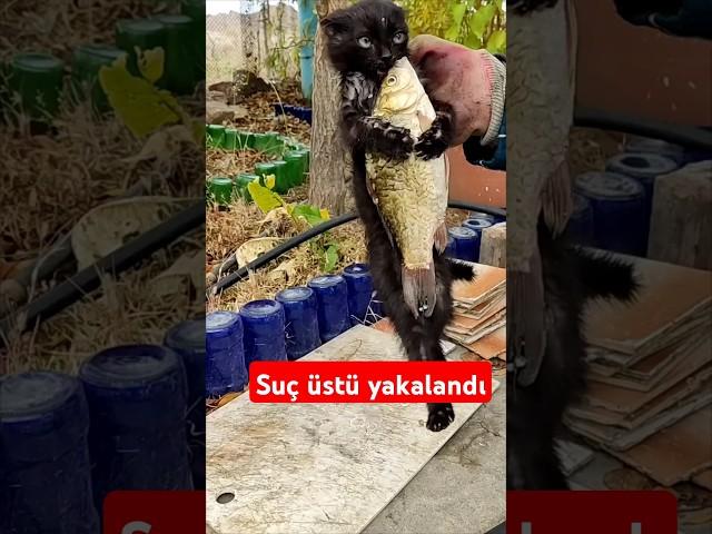 Boyu kadar balığı yiyecekmiş. Pazarlık  yapmayı da bilmiyor #kediseverler #kedi #cats #animals