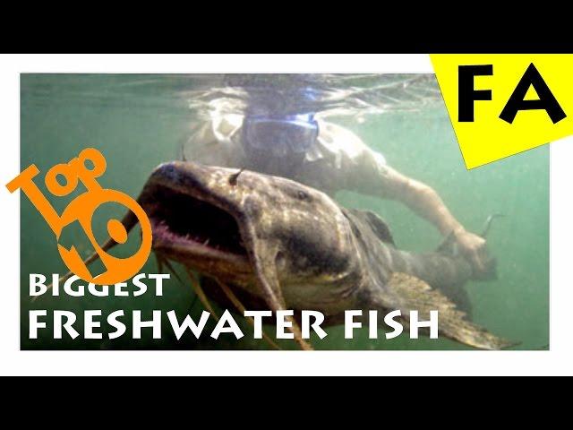 Top 10 biggest freshwater fish in the world