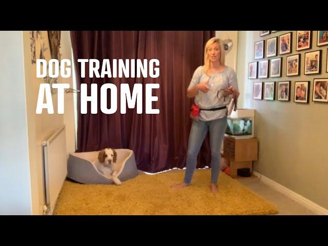 Dog Training Lessons You Can Do At Home