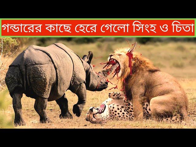 গন্ডারের কাছে হেরেগেলো সিংহ ও চিতা।।Terrible Fight Of Wild Animals In Bangla-Animals Fight In Bangla