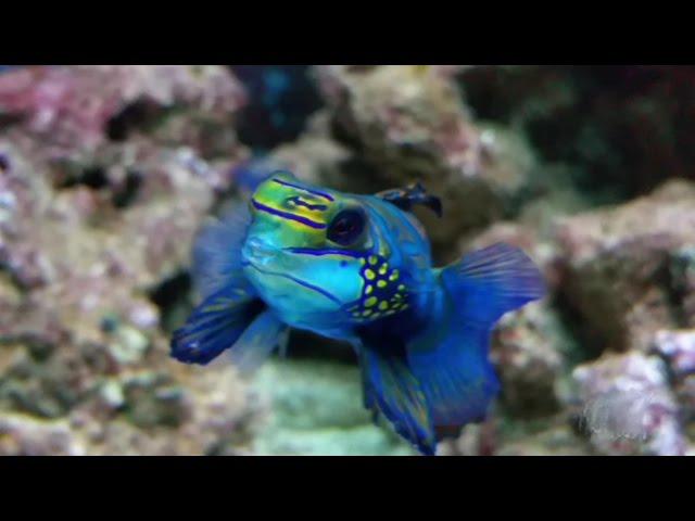 الاسماك تلعب مع الكامي  Cute Mandarinfish is joking and posing with my cam.