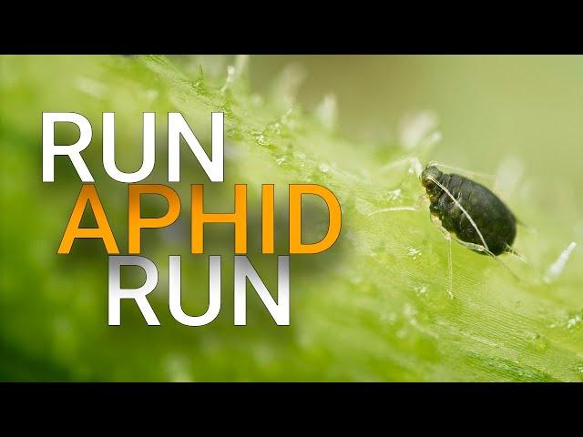 Watch a hover fly larva eat the aphids on my cucumbers