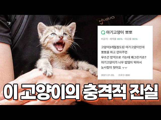 레전드 아깽이들의 비밀 ㅣ 밈야옹철의 짤밈분석