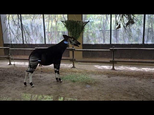 An eating okapi in indoor enclosure