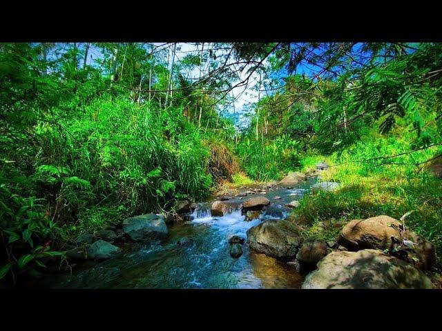 Beautiful Stream in Deep Forest River Sounds for Slepp for Stress Reliever for Relaxation