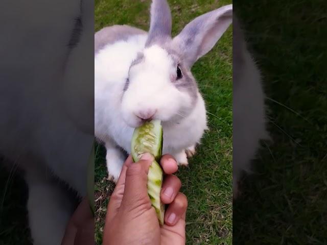 #rabbit #cute #bunny #pets #funny #shortvideo #rabbitbreeds #pet #mycuterabbit #cuteanimal